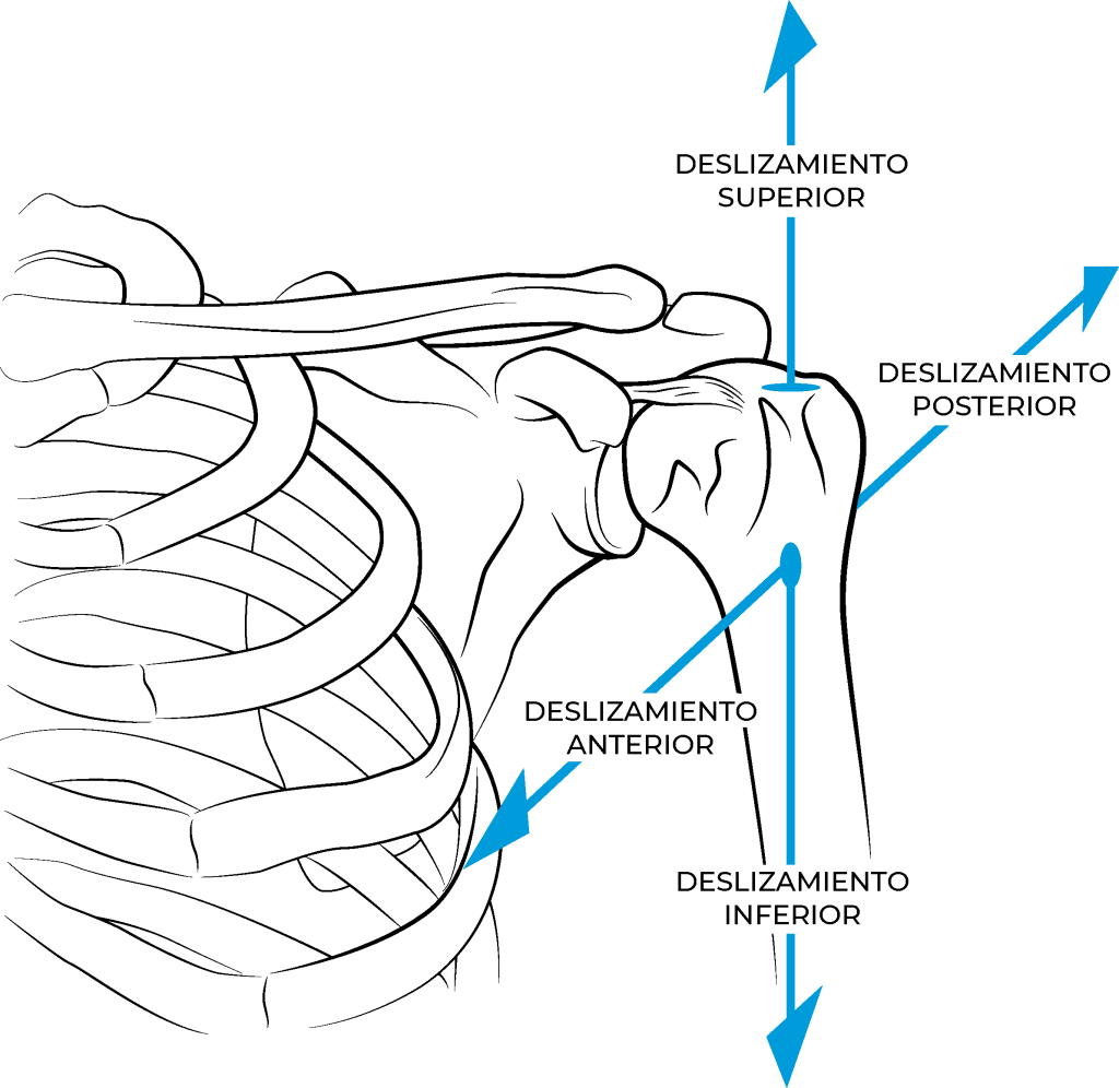 articulacion glenohumeral